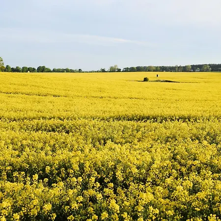 C2 Pine Hill - Barrierefrei Mit Offener Dusche&großer Südterrasse Mit Blick In Grüne * Zirchow
